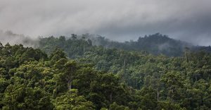 Intact forests can retain high levels of carbon in high temperatures: news coverage of a collaborative study from Sunderland lab