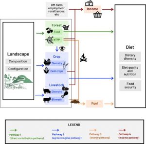 New paper on ‘Conceptual Links between Landscape Diversity and Diet Diversity’