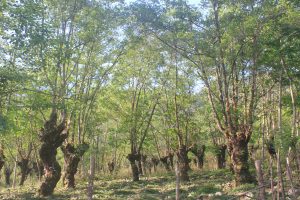 New Mongabay article featuring Joli Rumi Borah’s research on shifting cultivation in Northeast India