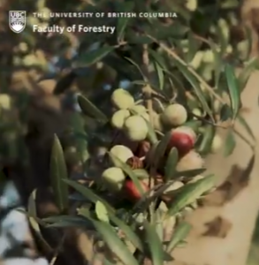 Article “Wild foods’ role in human diets” highlighted in video